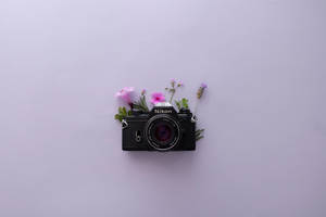 Лавандулова естетика и Nikon фотоапарат — Лавандулова естетика Тапет