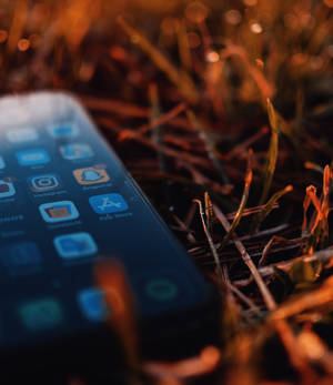Iphone Xs на сухи листа тапет — iPhone Xs Тапет