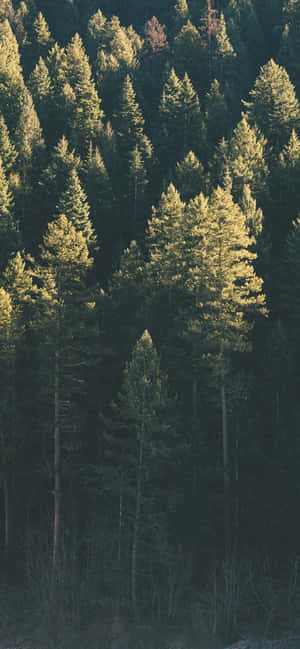 Trees iPhone — Redmi Note 17 Тапет