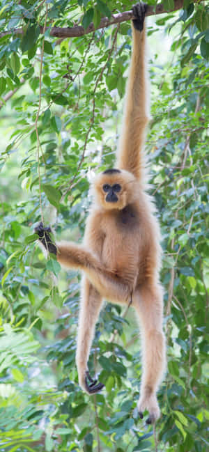 Фон iPhone Xs Max Gibbon — iPhone 13 Pro Max Тапет