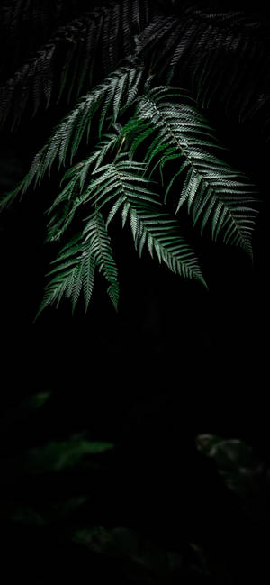 Plant Iphone — iPhone 14 Pro Тапет