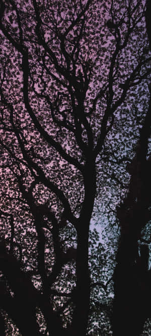 1080x2400