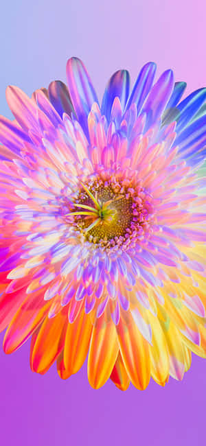 Rainbow Flower iPhone — iPhone 11 Pro Max Тапет