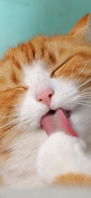 Cute Animal Iphone — iPhone 15 Plus Тапет