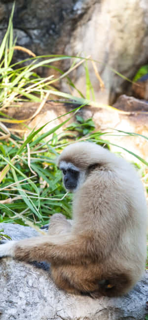 Фон за iPhone Xs Max Gibbon — Oppo F31 Тапет