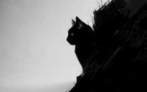 Снимки на черна котка — Кот Нуар Тапет
