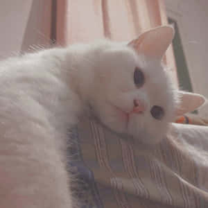 Естетични снимки на котка — Котка Тапет