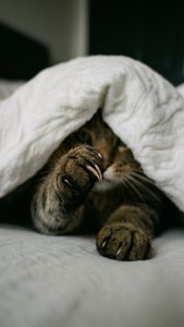 Лапа на котка, надничаща изпод одеяло. — Котка Тапет