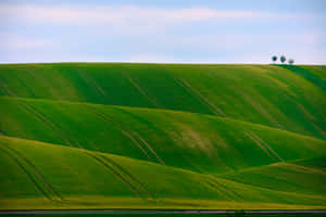 Фон Зелена природа — MacBook Pro M3 Тапет