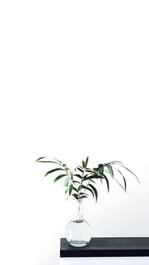 Снимки на Aesthetic White — Естетично бяло Тапет