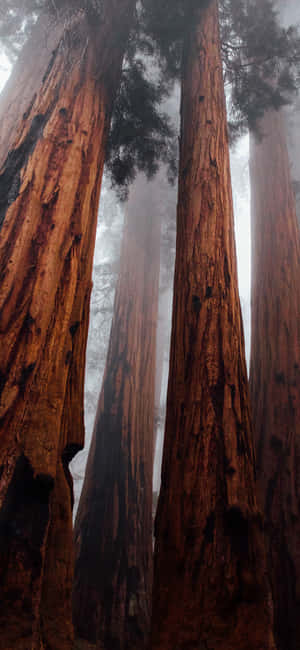 Trees Iphone — Redmi Note Тапет