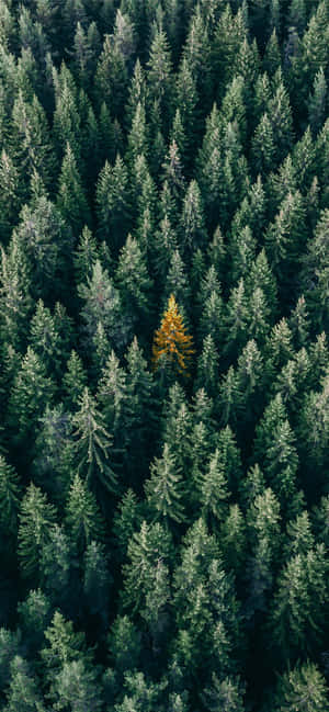 Trees Iphone — Redmi Note Тапет