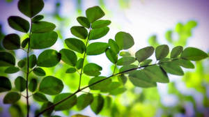 Процъфтяваща Moringa Oleifera - Найфиното лекарствено чудо на природата — Тъмнозелено Тапет