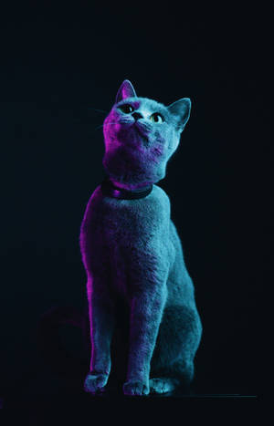 Пухла сива котка тапет — Galaxy Tab S10+ Тапет