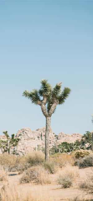 Снимки на Joshua Tree — iPhone 13 Pro Max Тапет