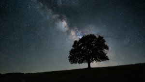 Минималистичен нощен пейзаж с дърво и звездно небе, идеален за спокоен тапет.