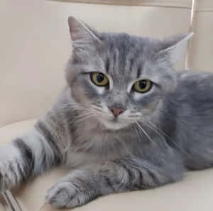 снимки на сива котка — Котка Тапет