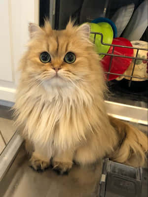 снимки на персийска котка — Котка Тапет