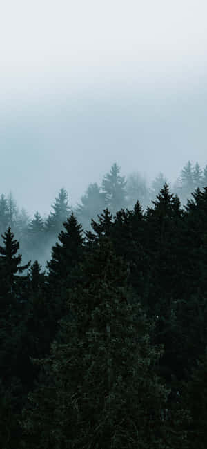 Trees Iphone — Redmi Note 15 Pro Тапет