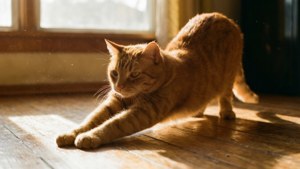 Рижа таби котка се протегля на топла утринна светлина на дървен под. — Котка Тапет