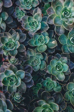 Уолпейпър с естетика на зелена сукулента Echeveria