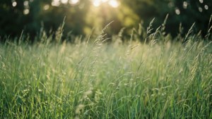 Поле със зелена трева, която се люлее нежно, улавливащо същността на природата. — Зелена естетика GIF Тапет